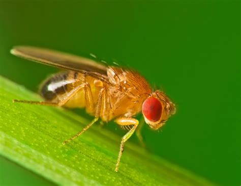 drosophila melanogaster